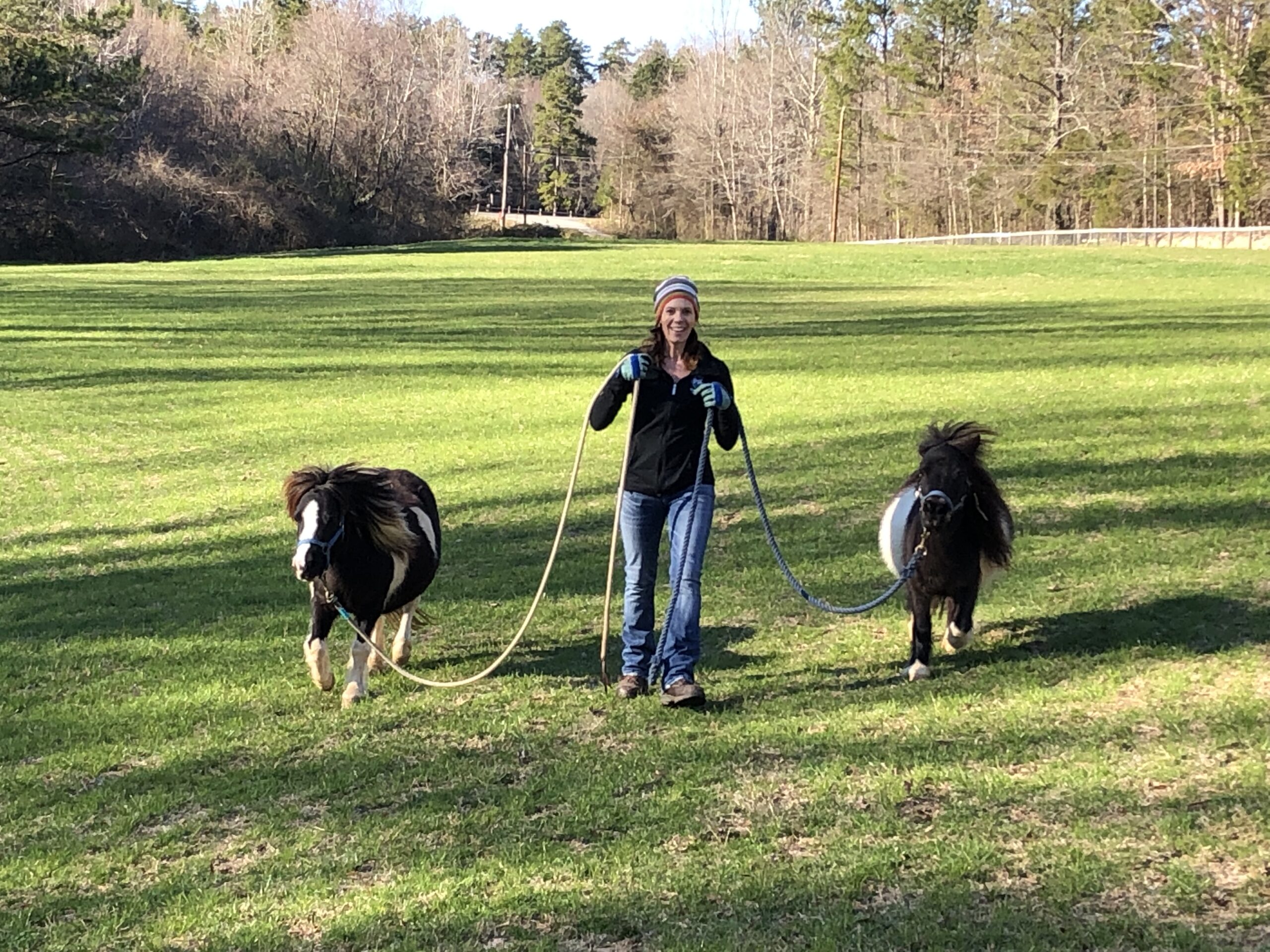 Volunteer and minis getting their exercise!