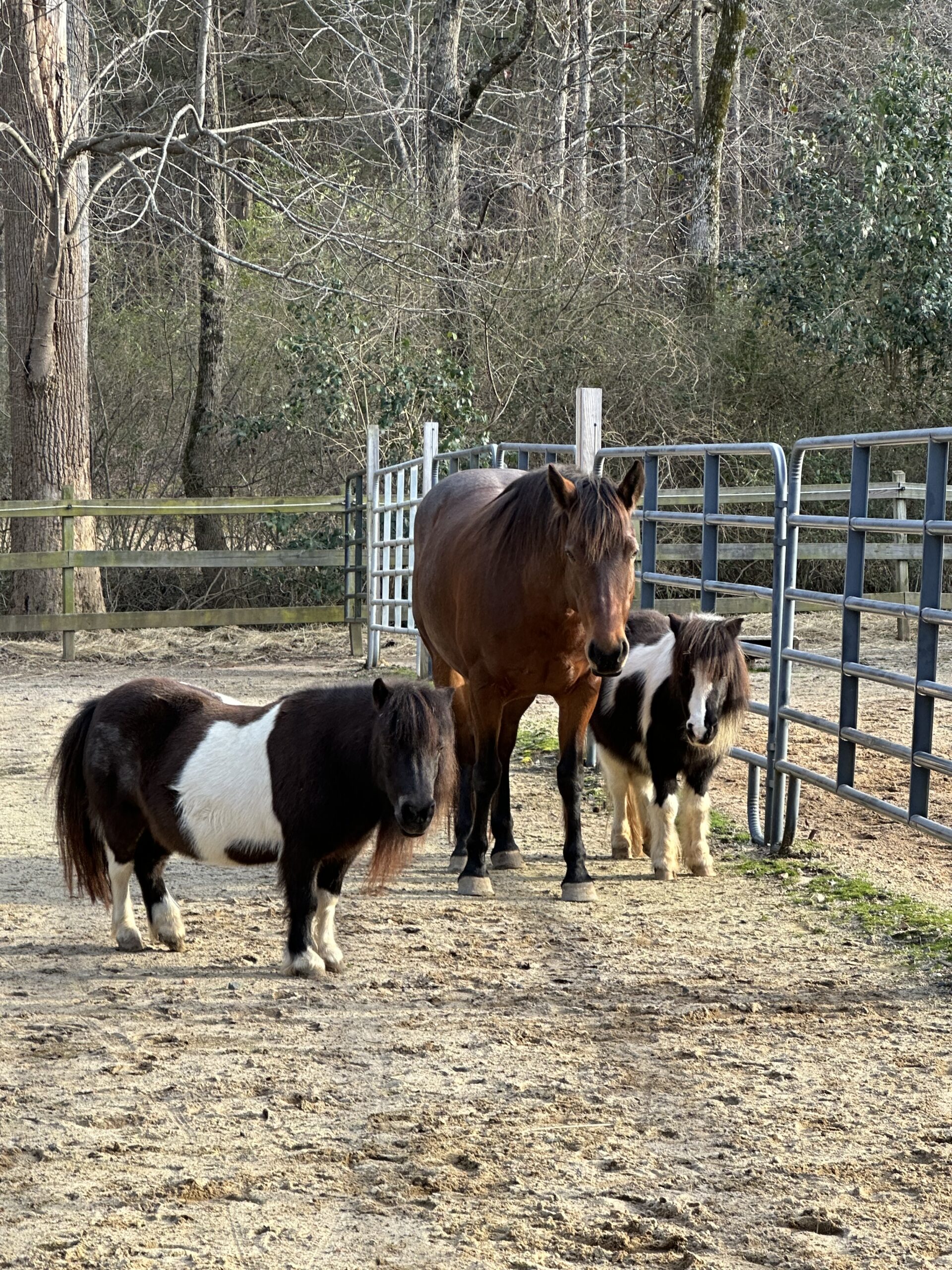 Prim, Ruby and Petunia waiting for dinner.