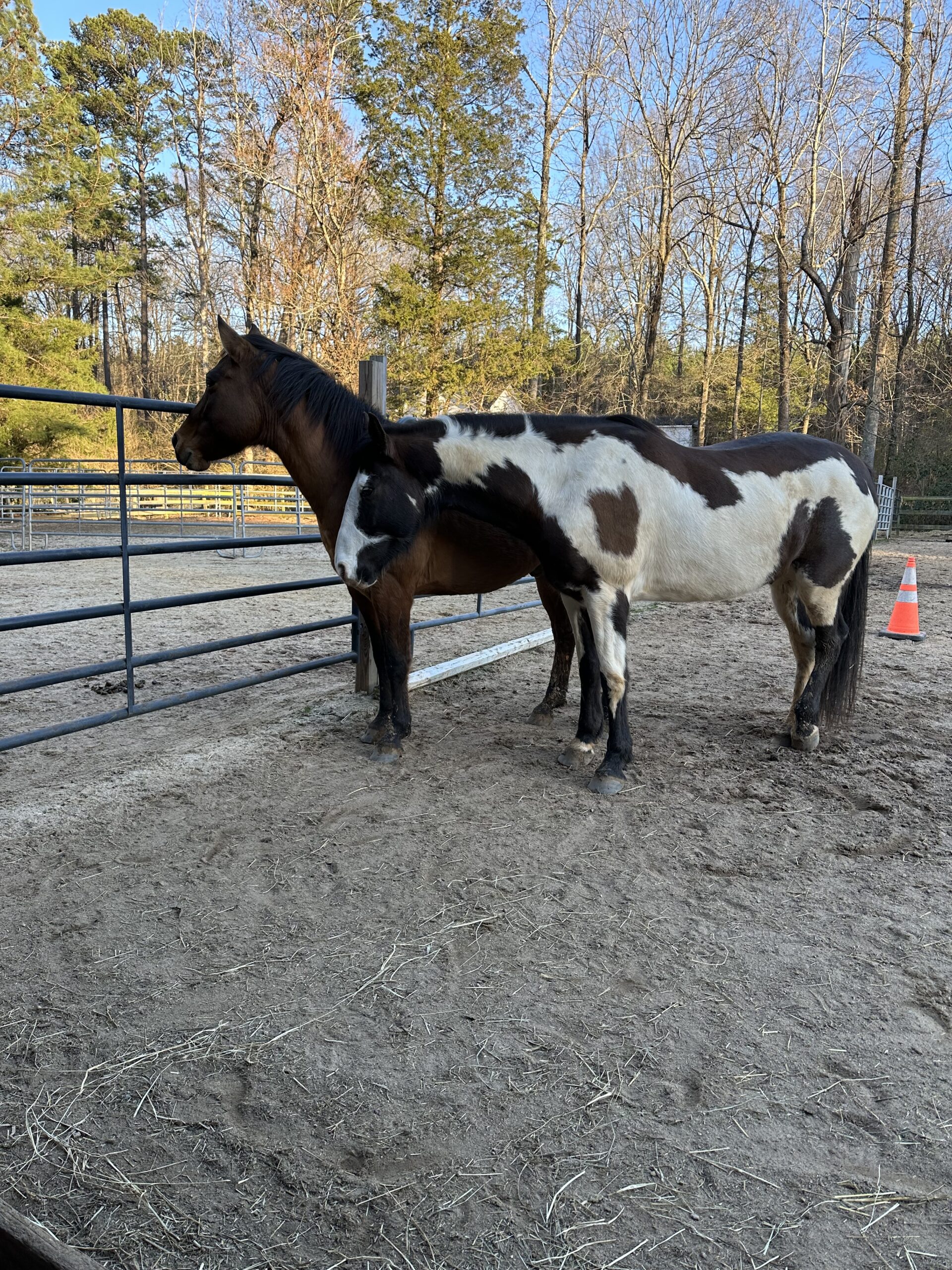 Rango and Eywa chillin on a fall evening.