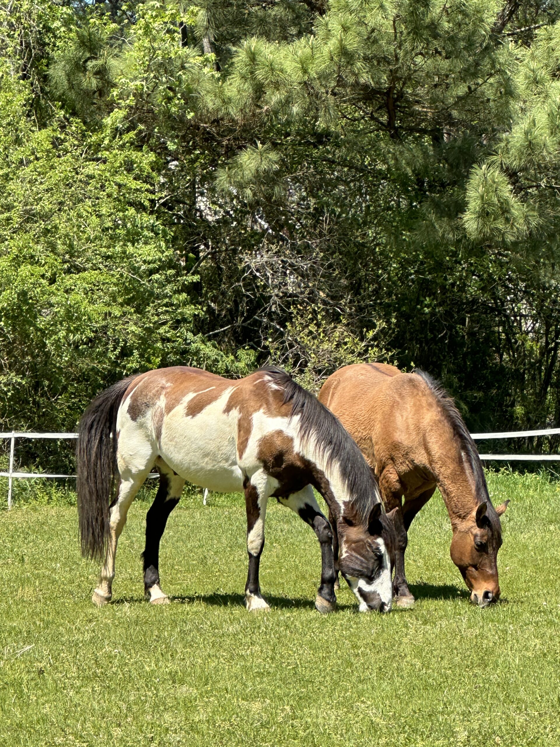 Rango and Eywa doing what they love best. Eating grass!