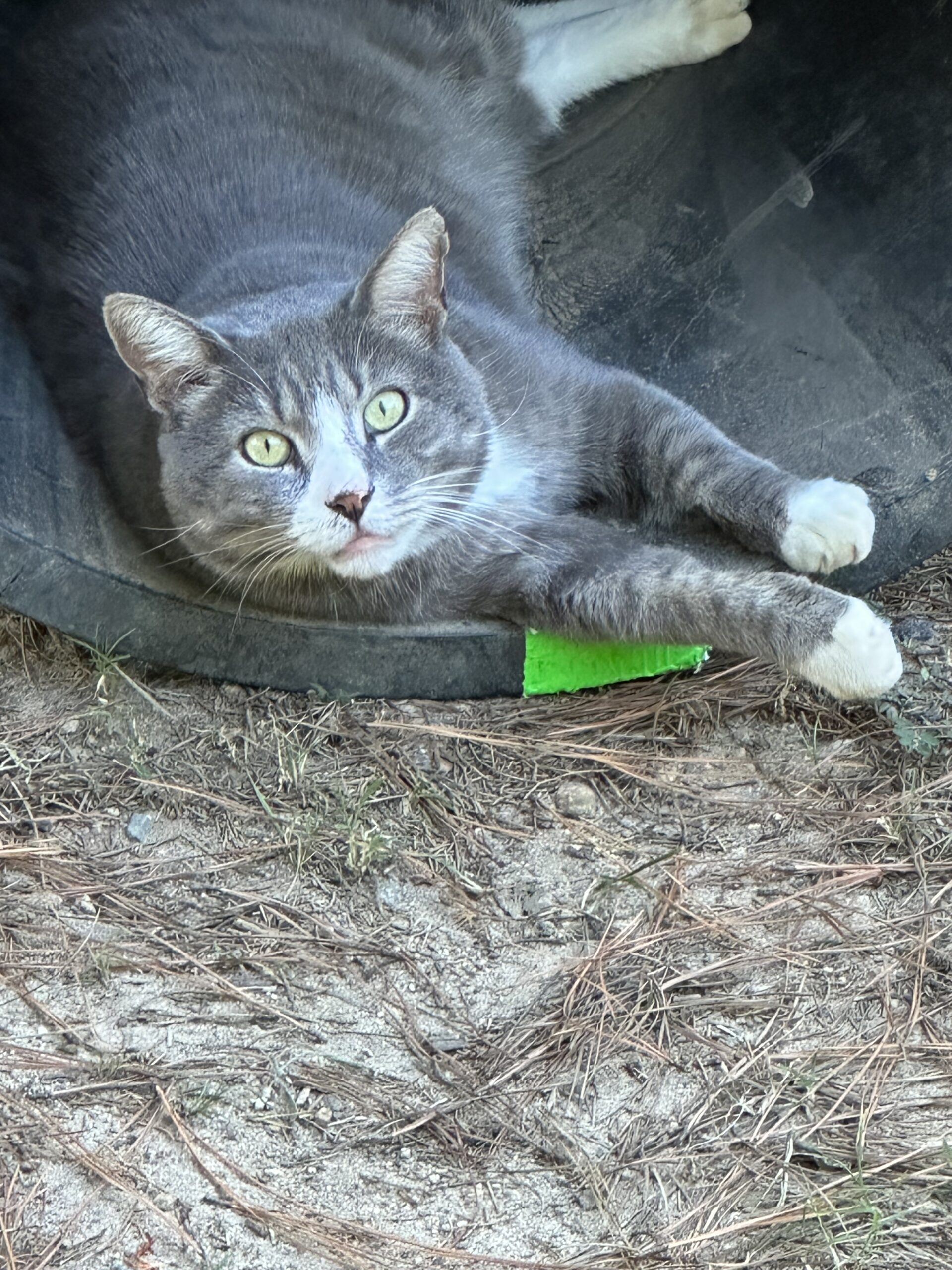 "Who Me?" Bear says. "I'm not napping, I was just looking for mice in the barrel."