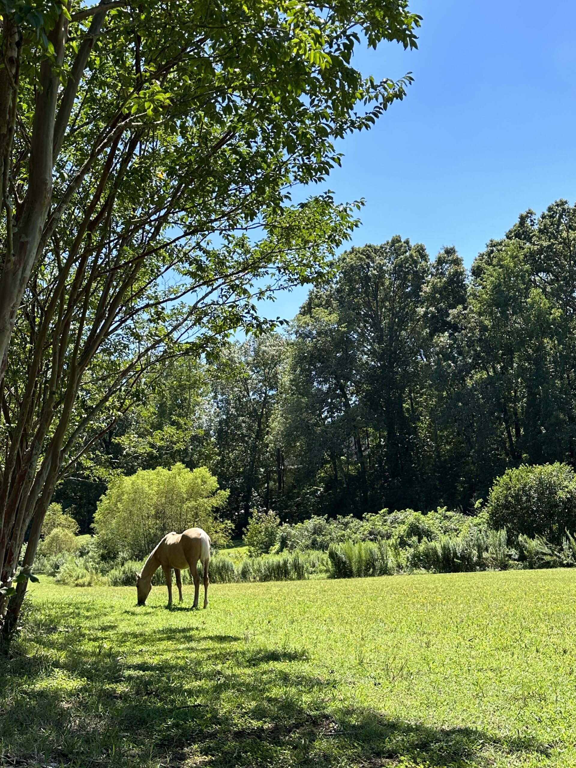 Heavenly day for Heaven in the big field.