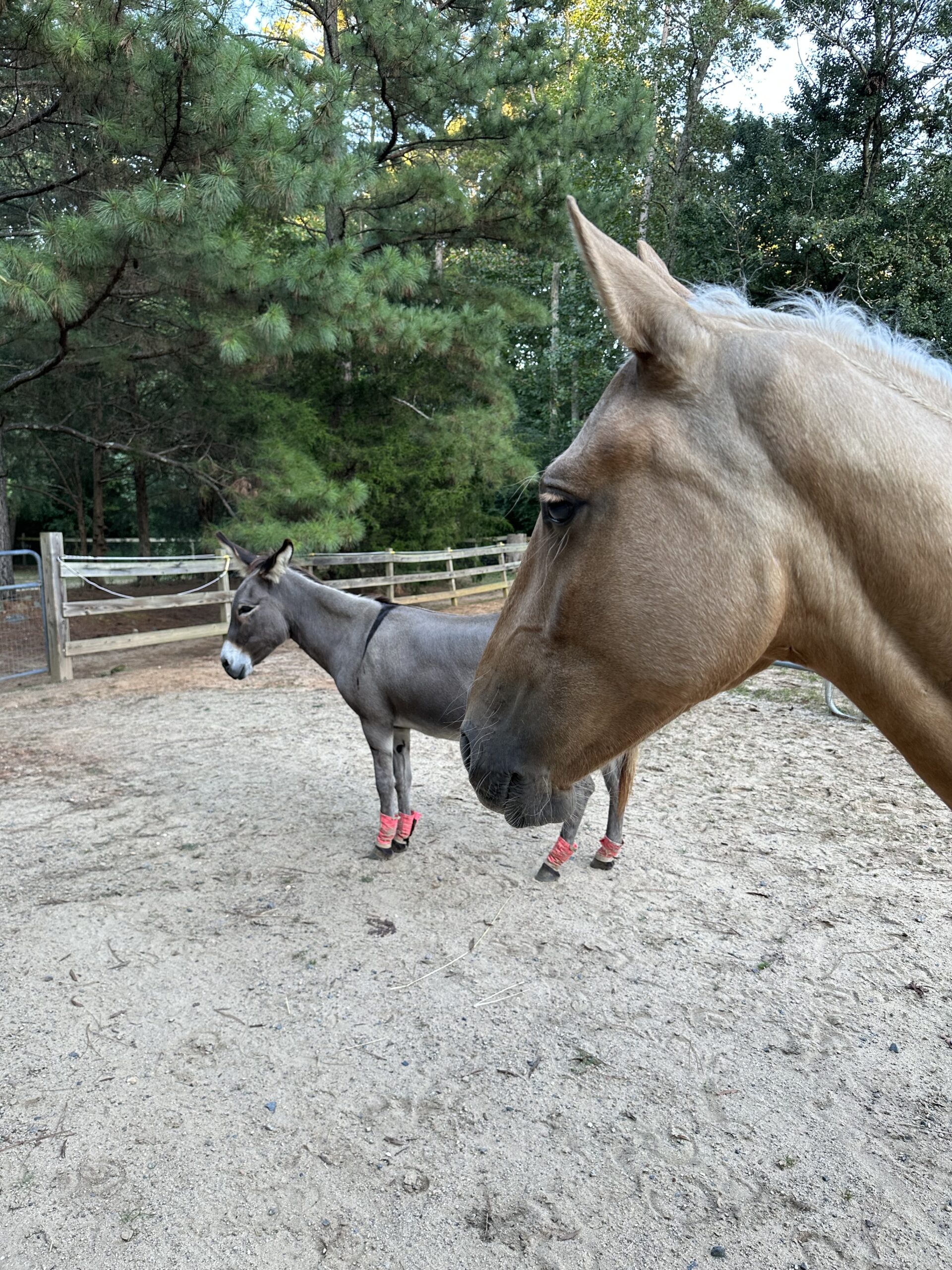 Heaven and Buttercup chillin.