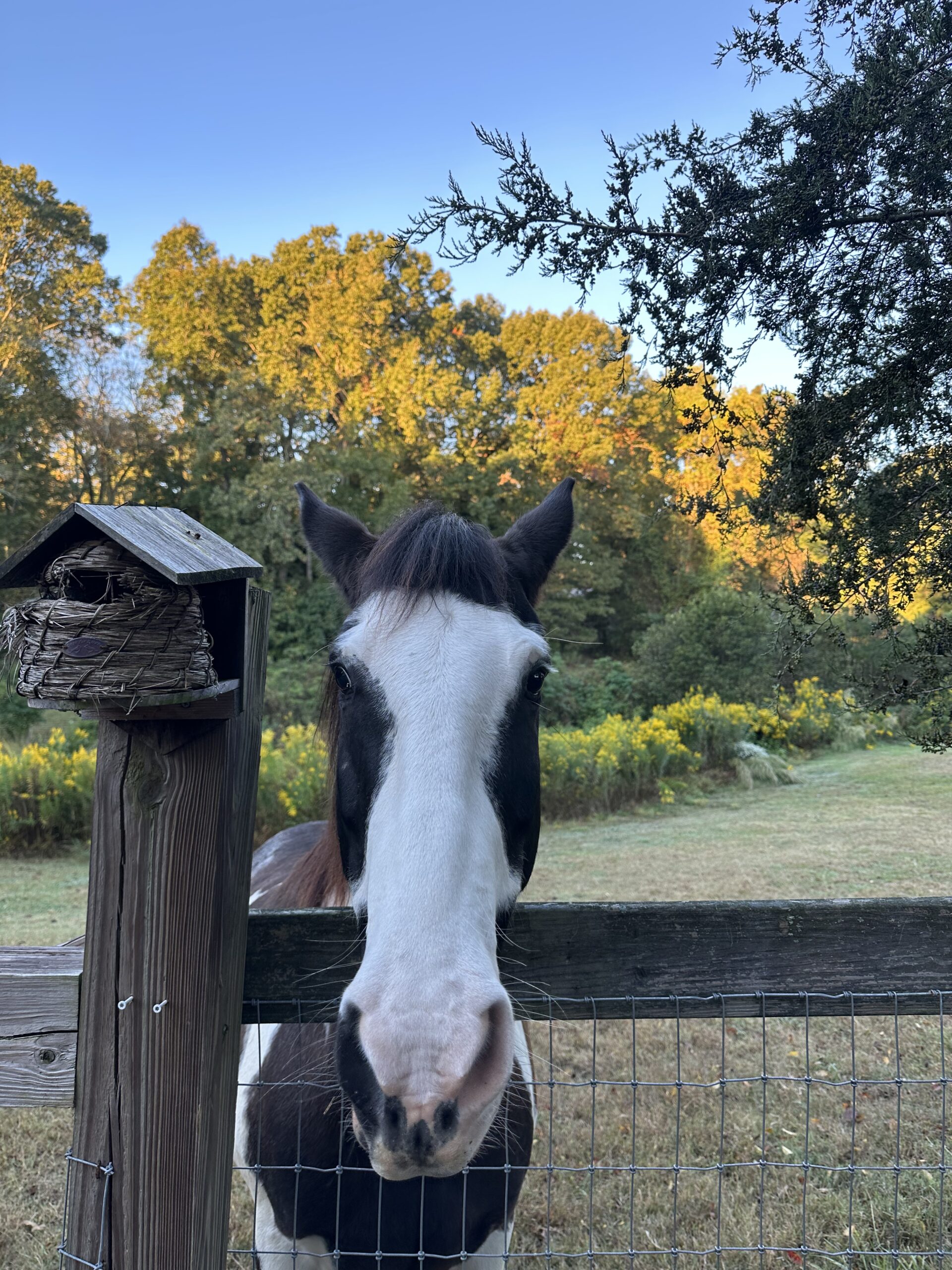 Eywa hoping for a treat on a beautiful fall evening.