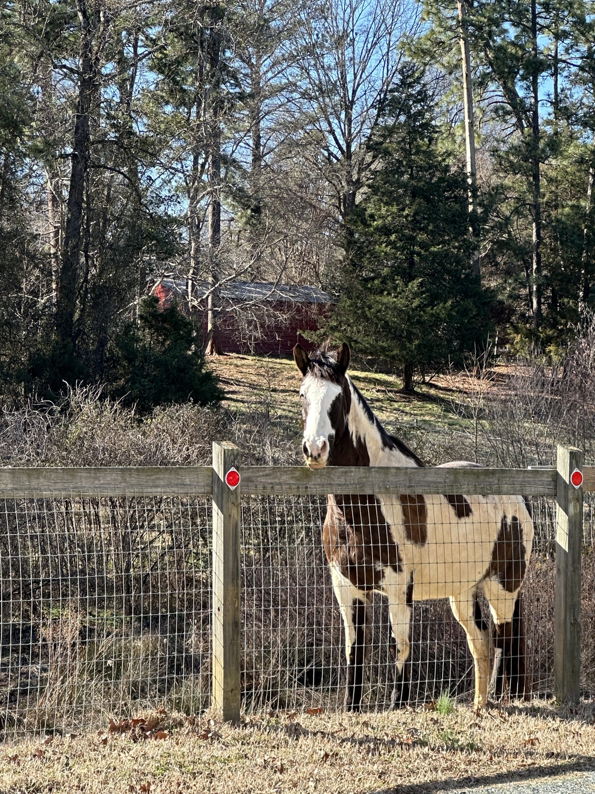 Eywa knows how to stare to get you to bring him a treat.