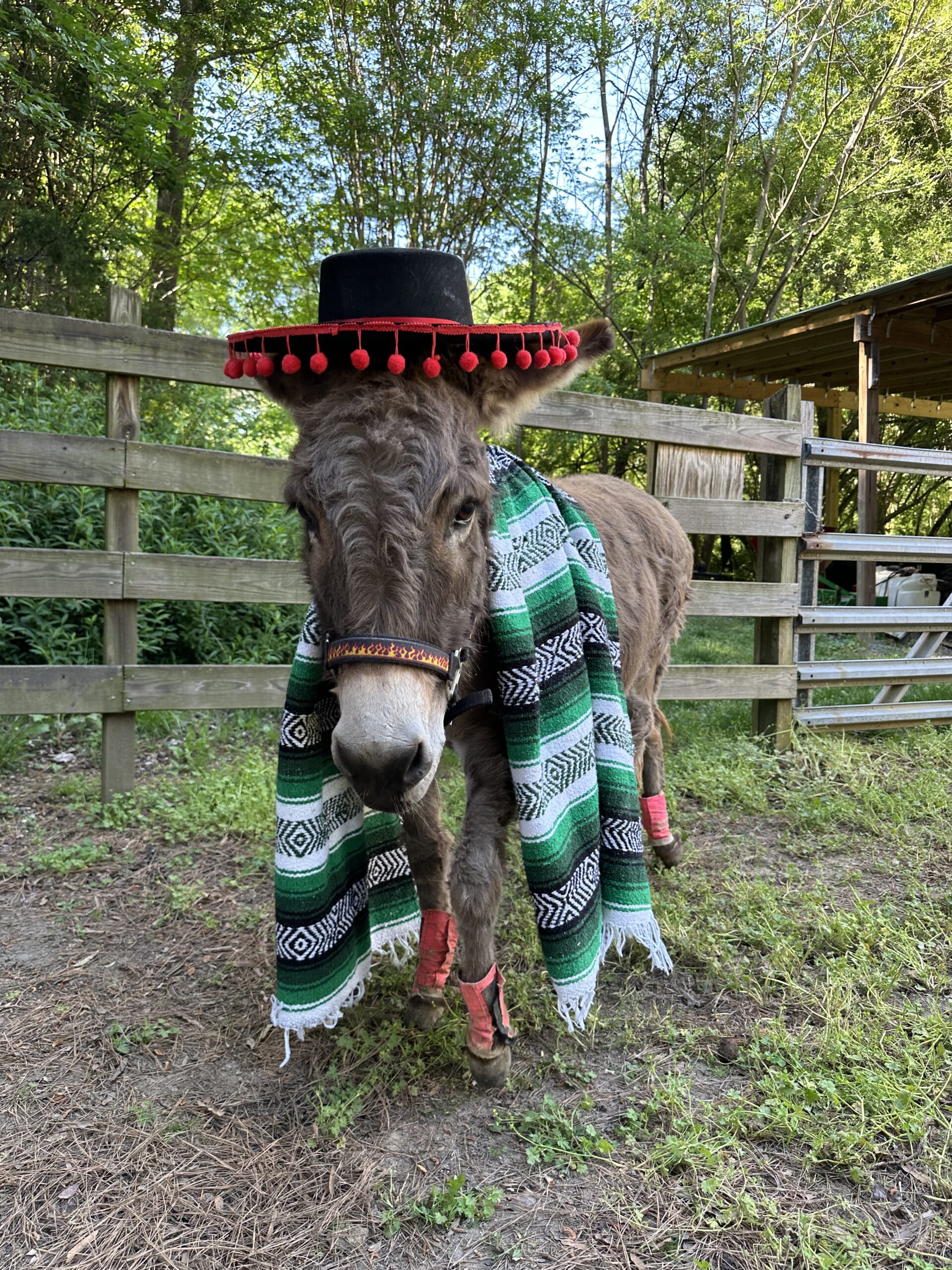 Buttercup's ready for Cinco de Mayo!