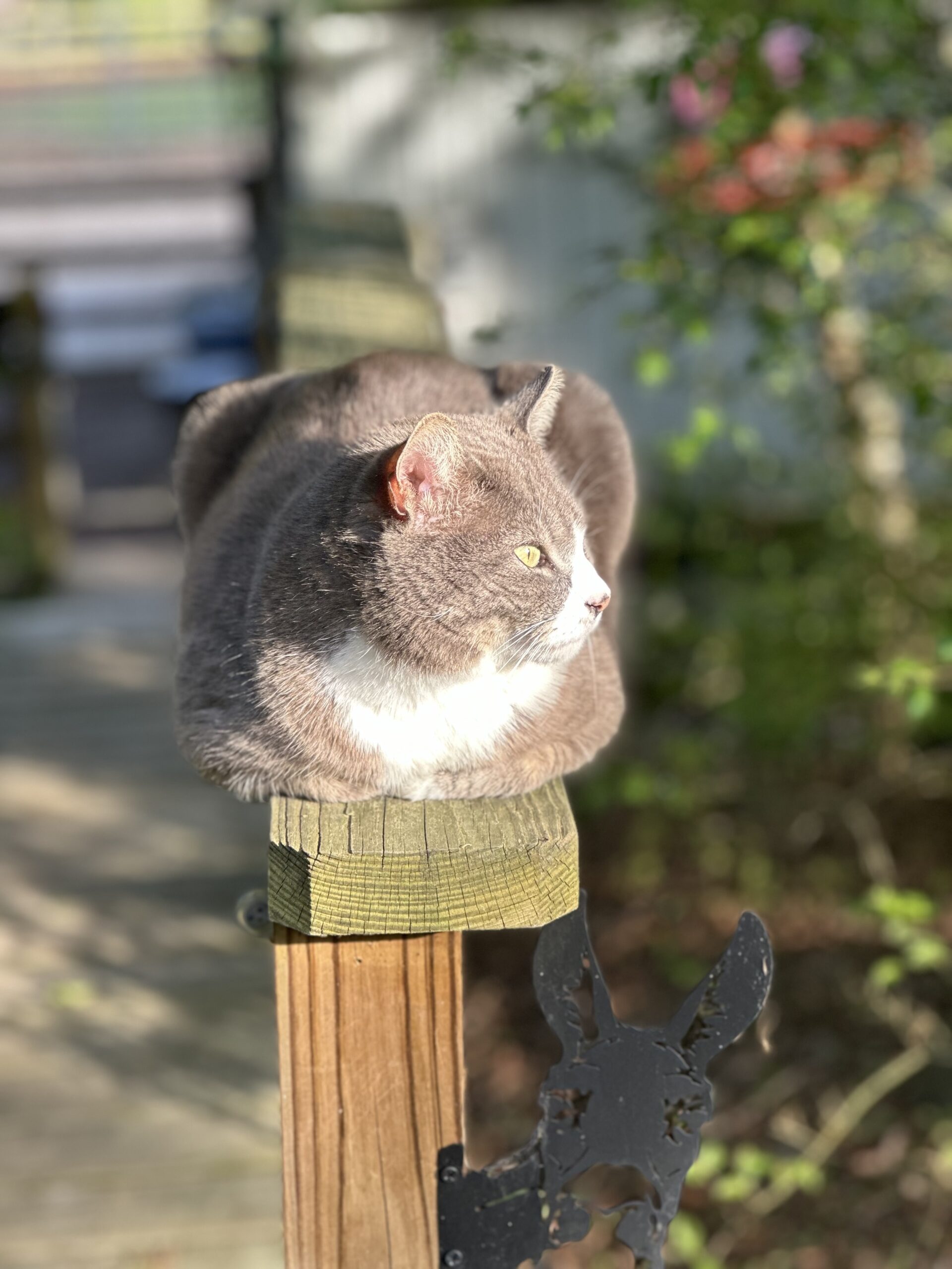 Bear soaking up the evening sun.