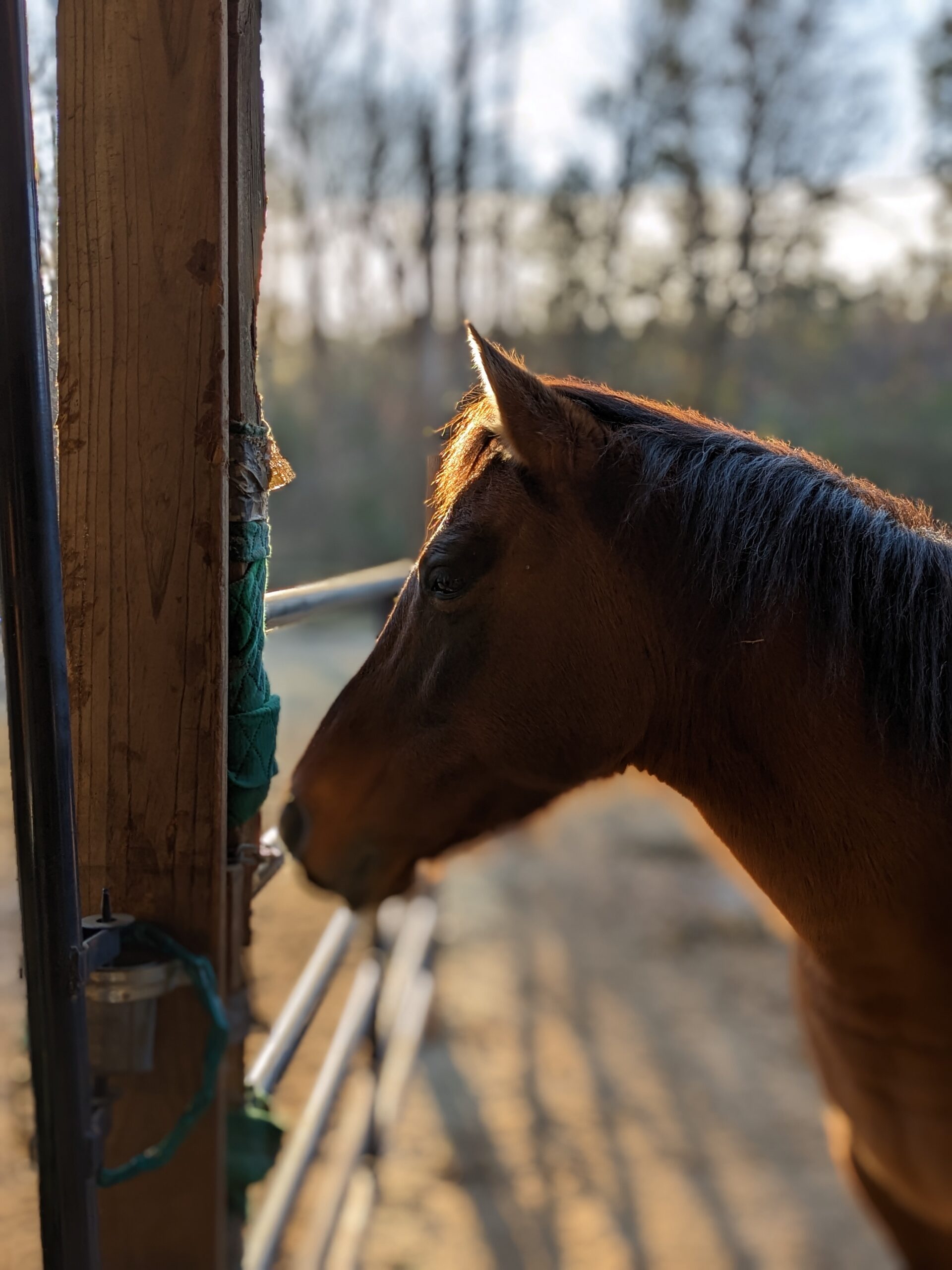 Rango thinking about the day ahead.