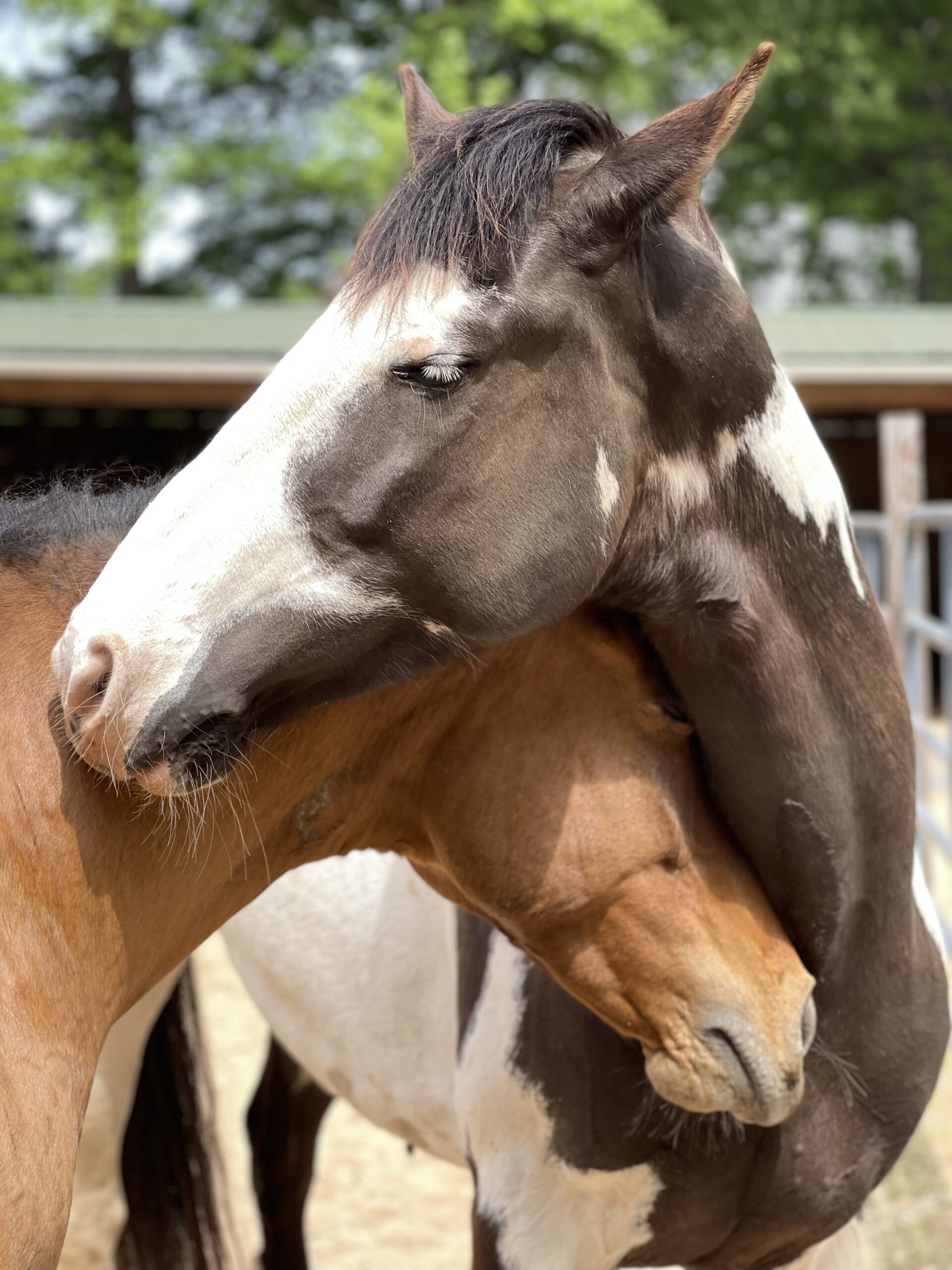 Rango and Eywa reunited after Eywa returned from training.