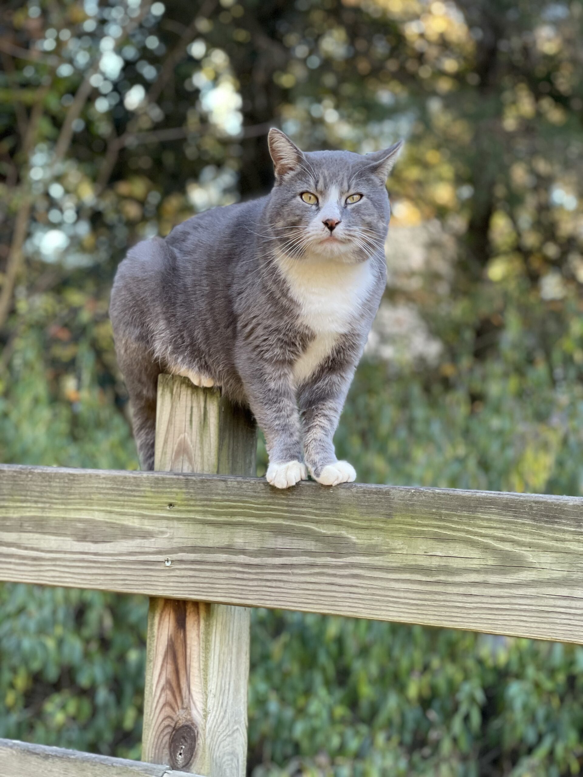 Bear taking the high road to look for mice.