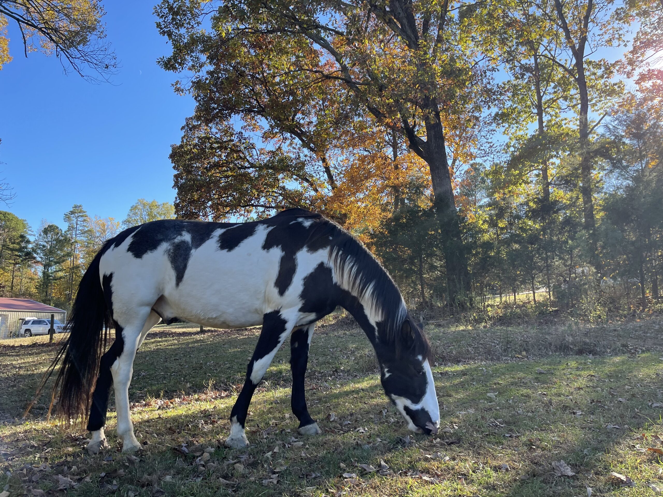 Eywa, enjoying the cooler fall temperatures.