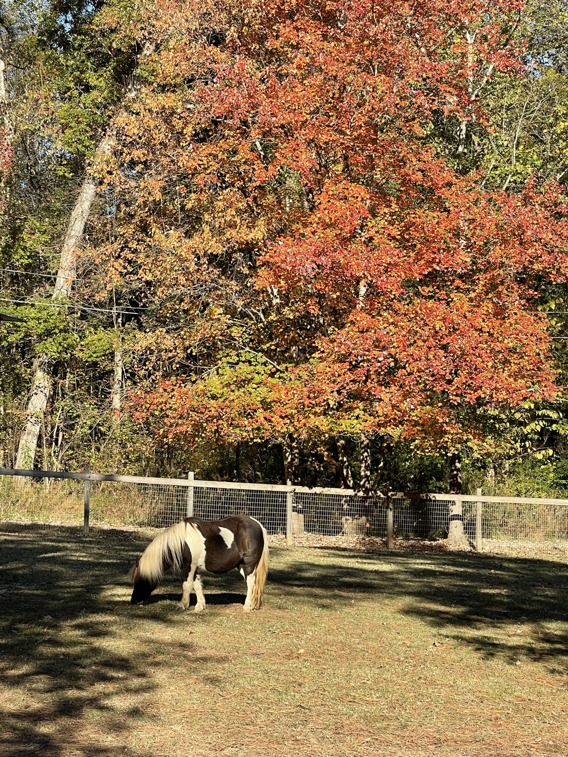 Petunia basks in the sun on a pretty fall day.