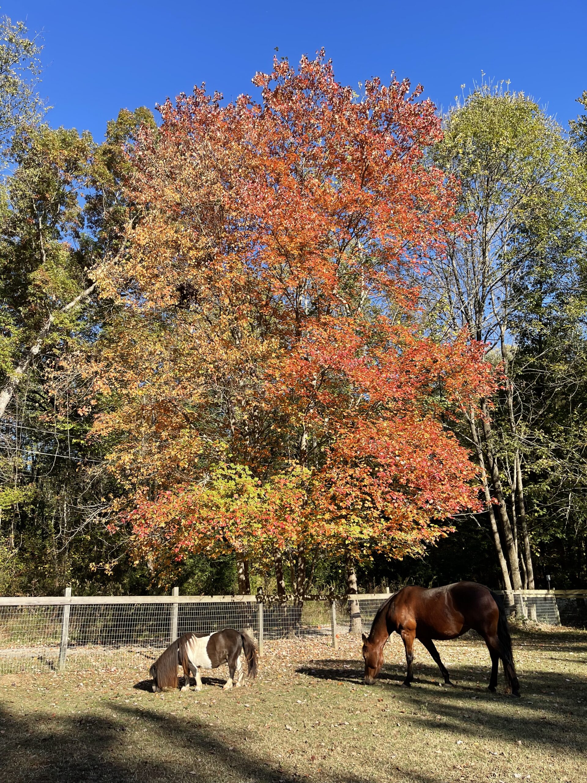 Prim and Ruby trying to get the last of the grass.