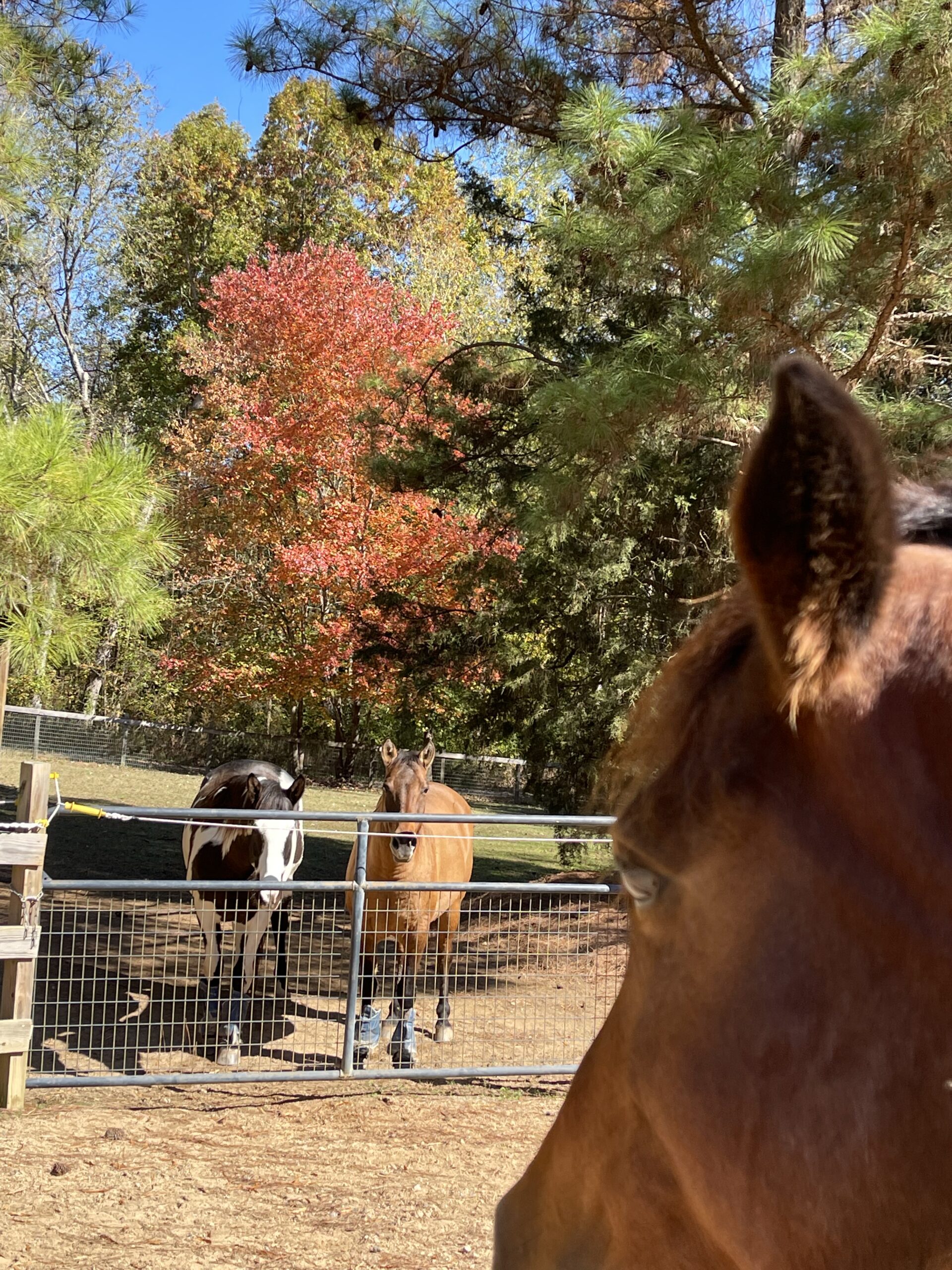 Prim keeping a close watch on Rango and Eywa.