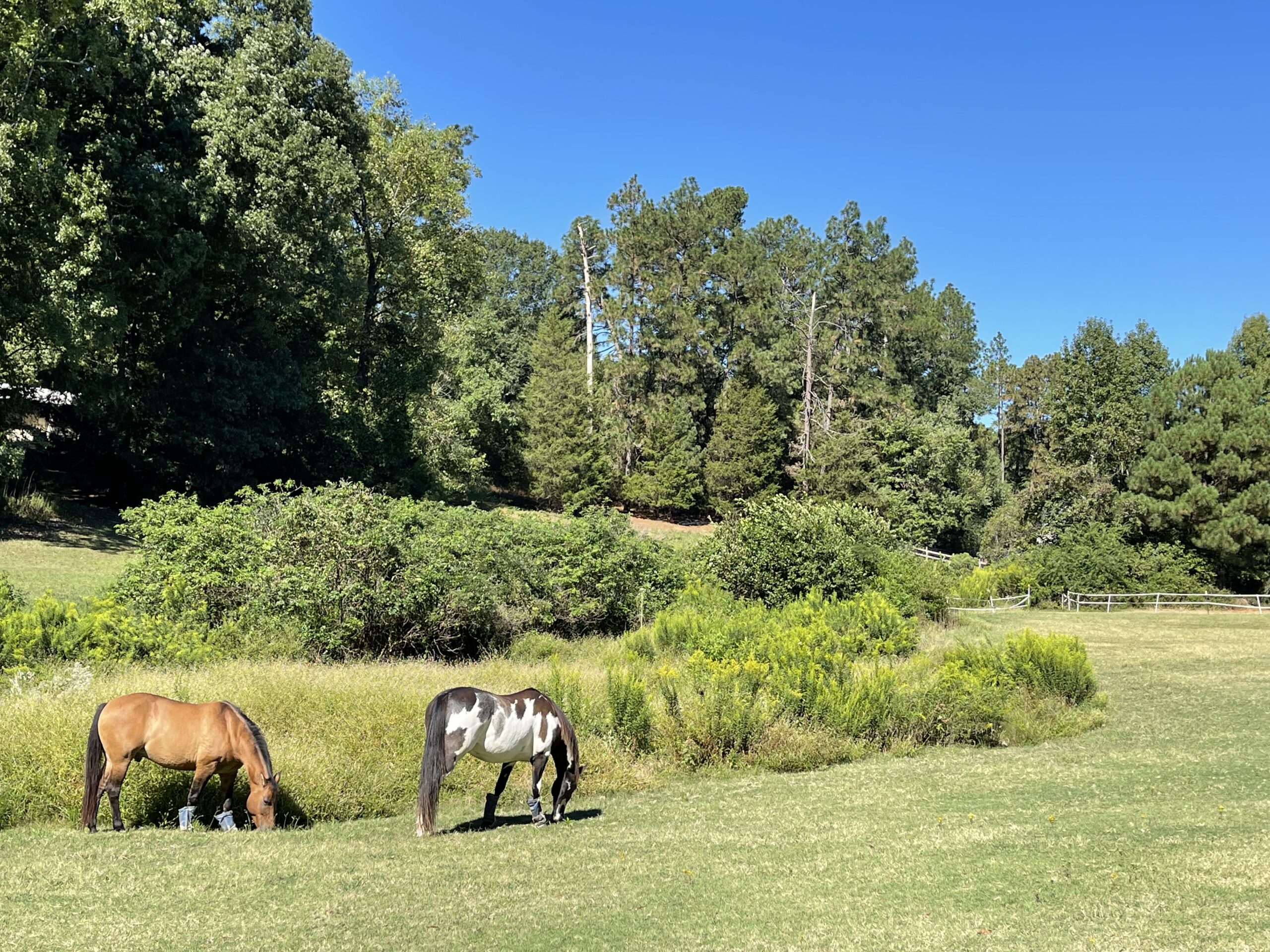 Rango and Eywa enjoying a beautiful day.