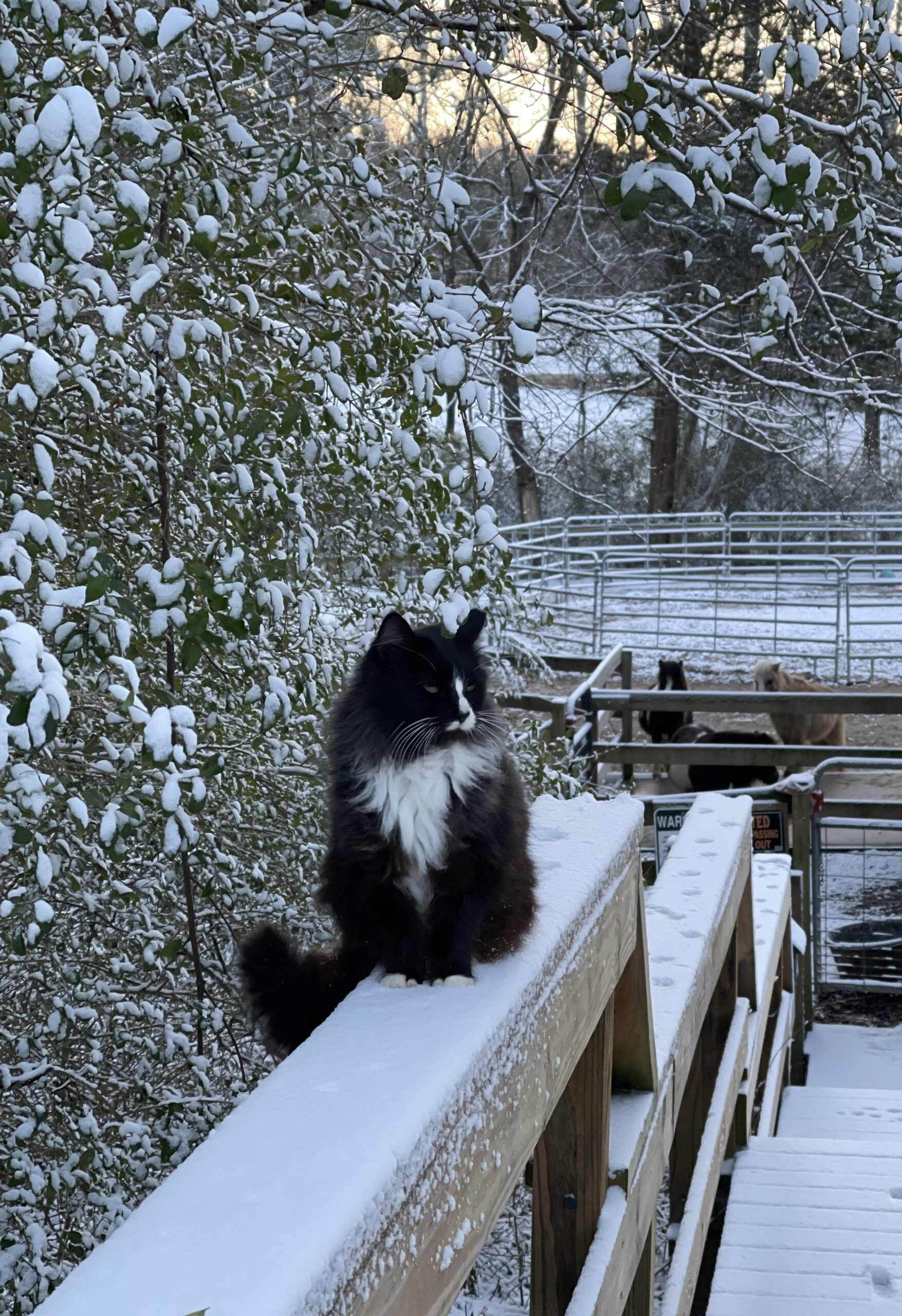 Maggie, rethinking the whole outside cat thing.