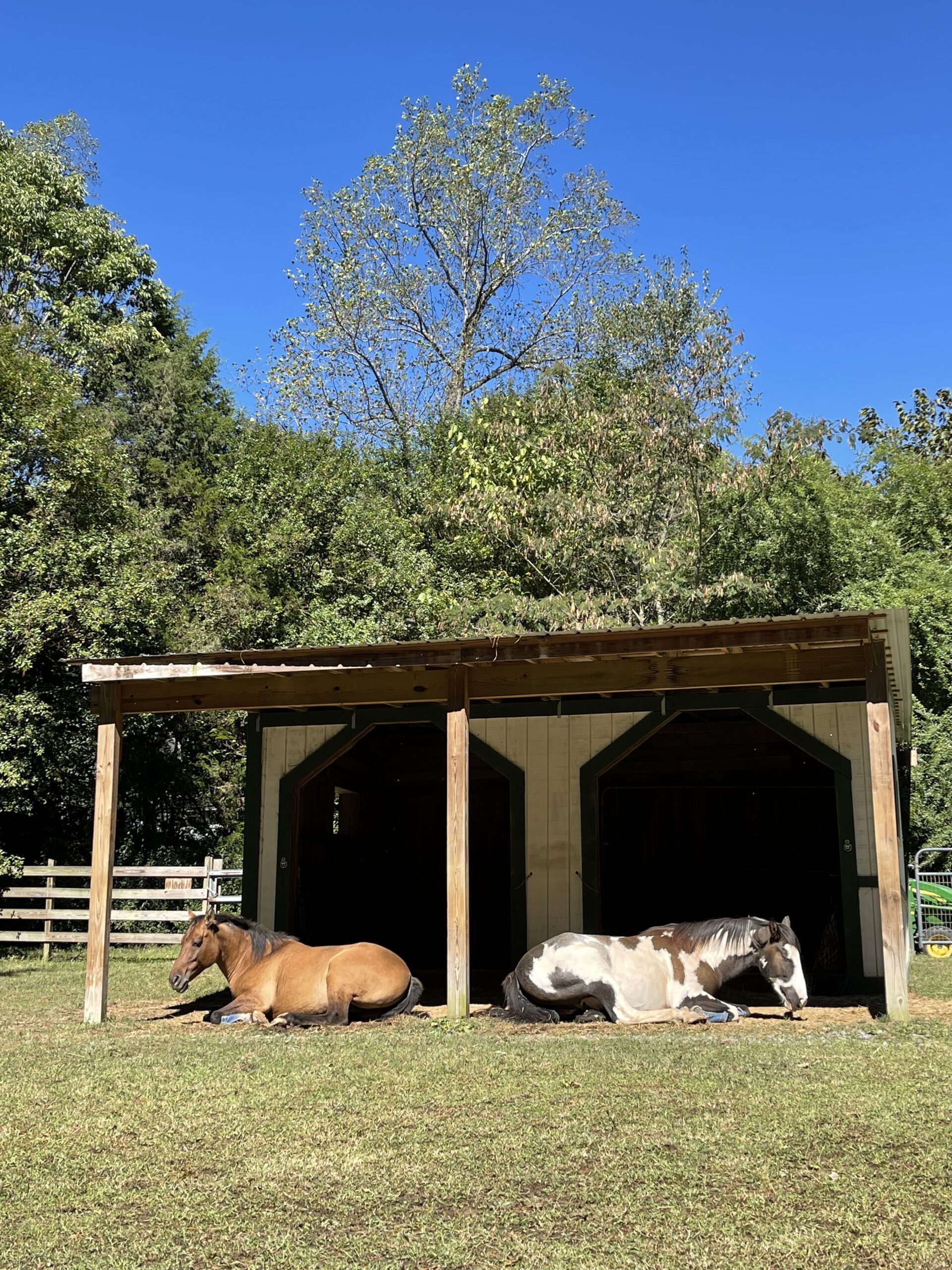 Rango and Eywa sleep like a pair of bookends.