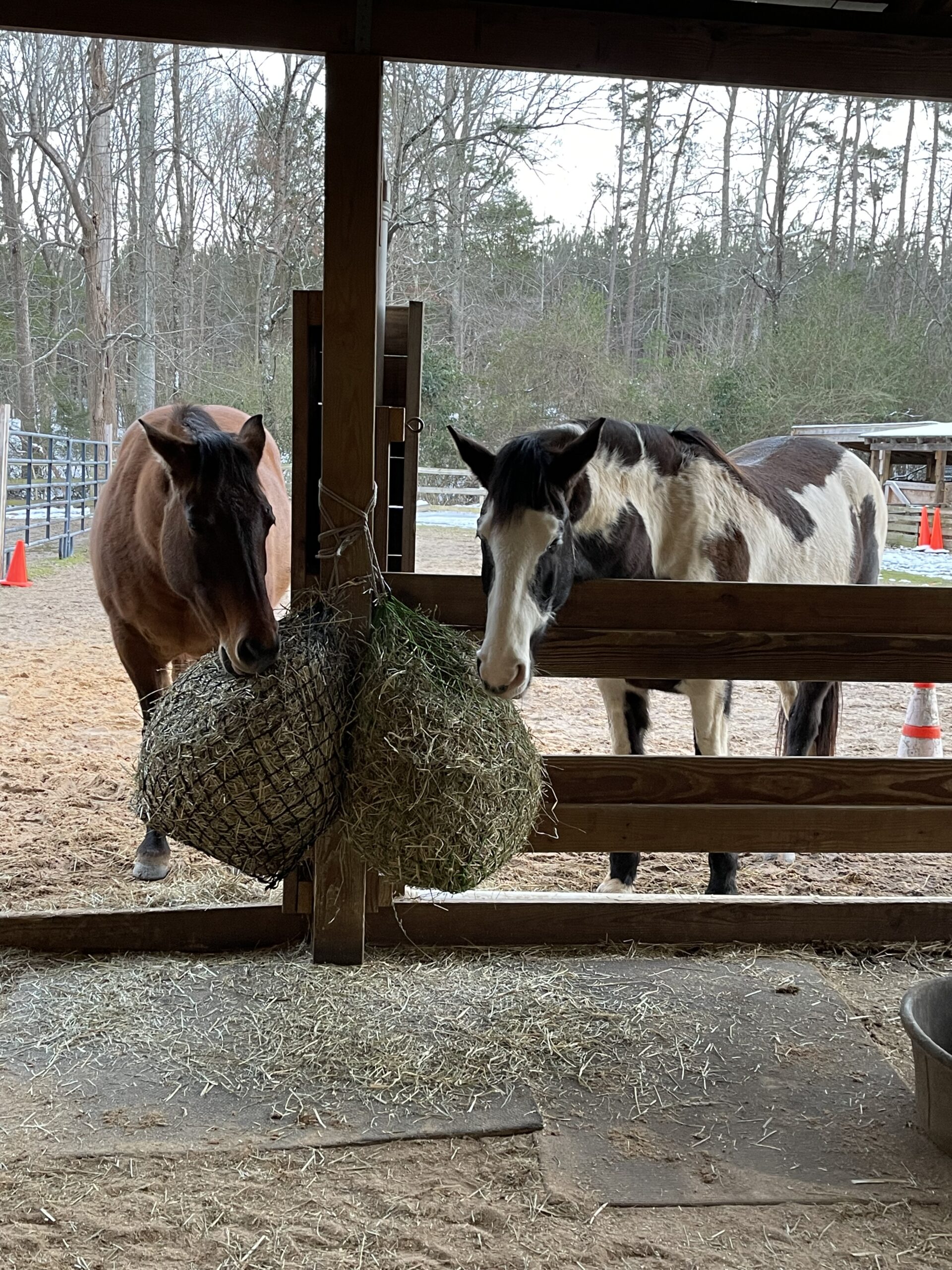 Silly boys chowing on their dinner.