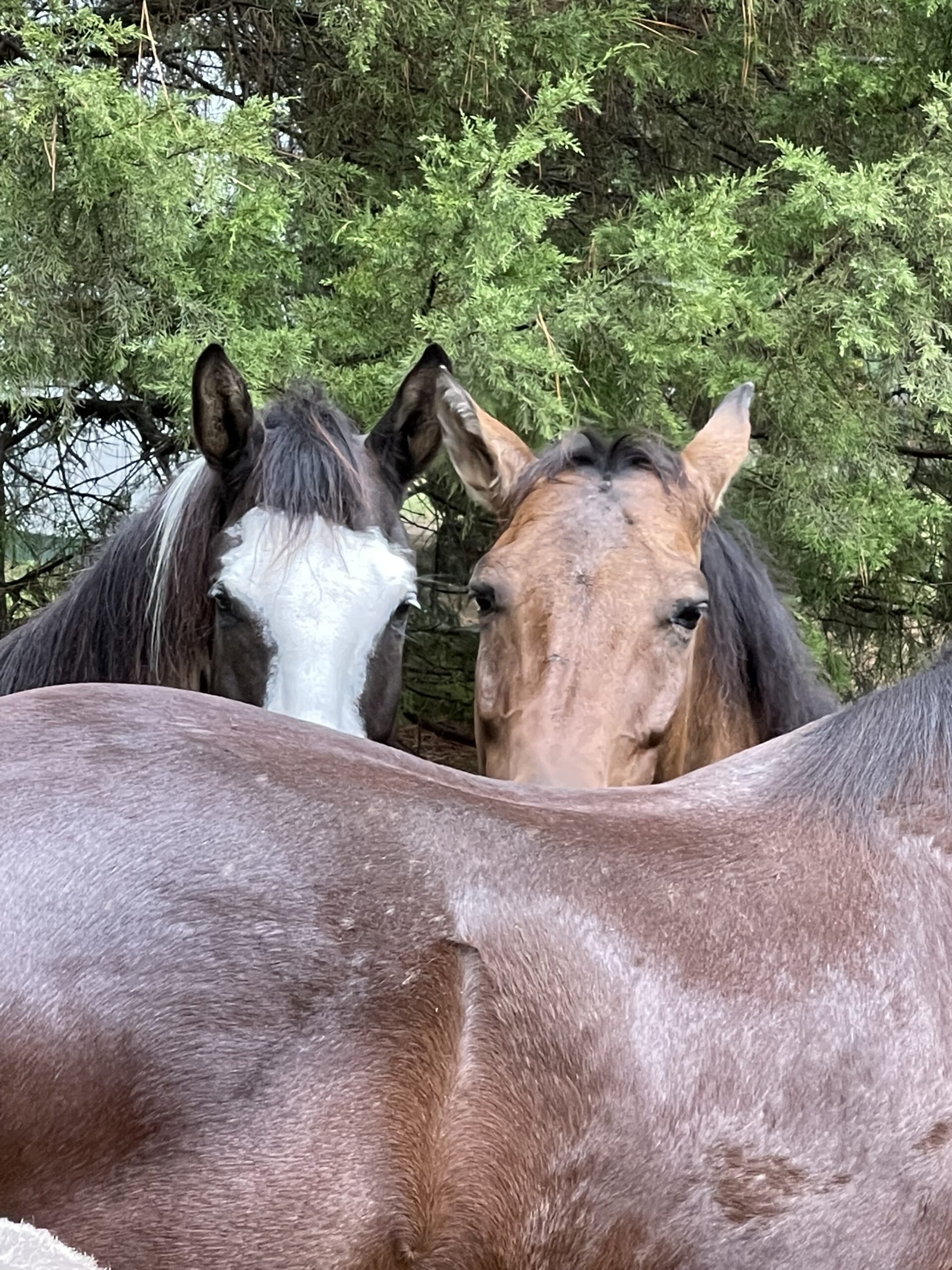 Rango and Eywa trying to hide behind Prim.