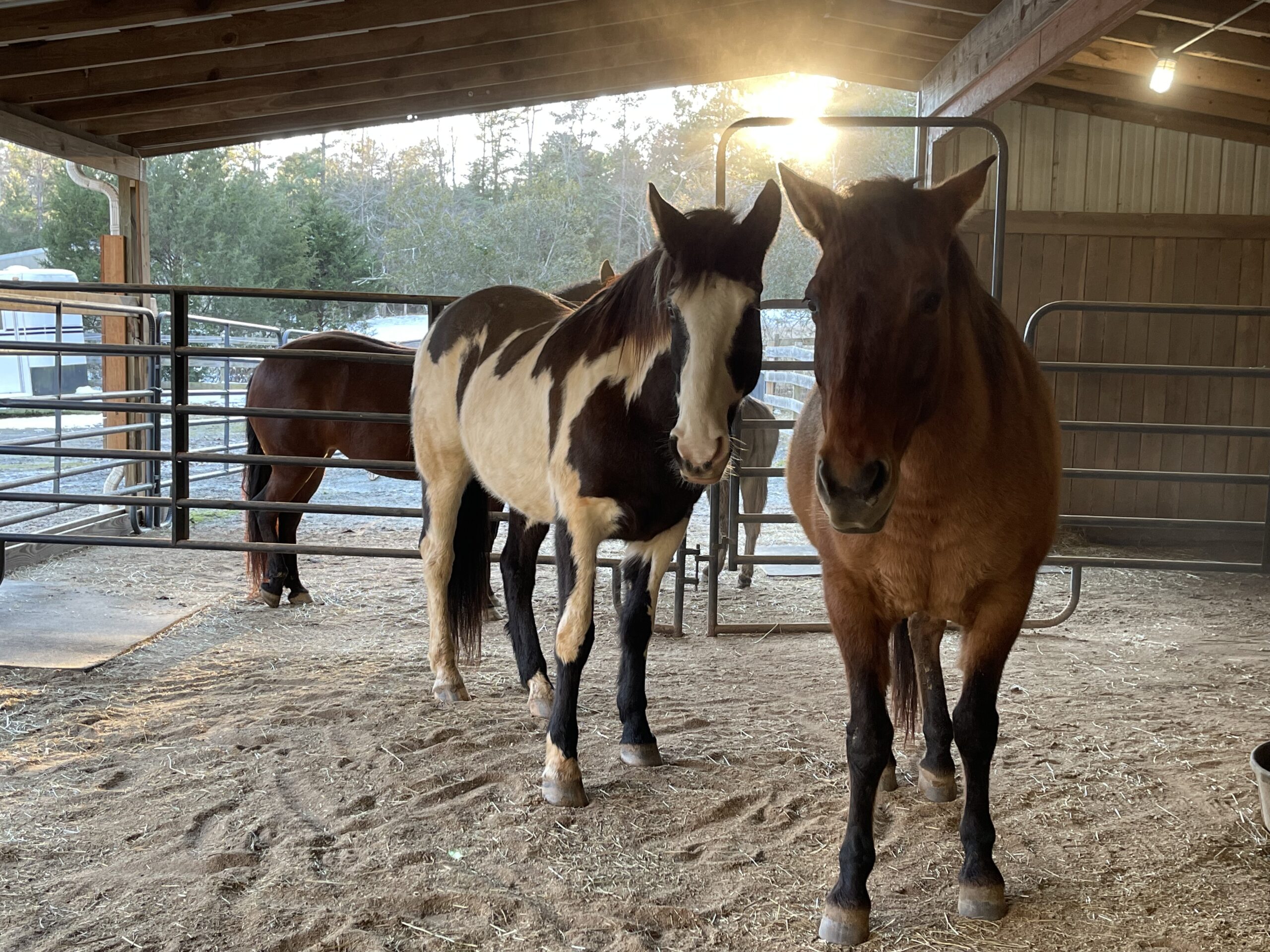 Rango and Eywa in the setting sunlight.