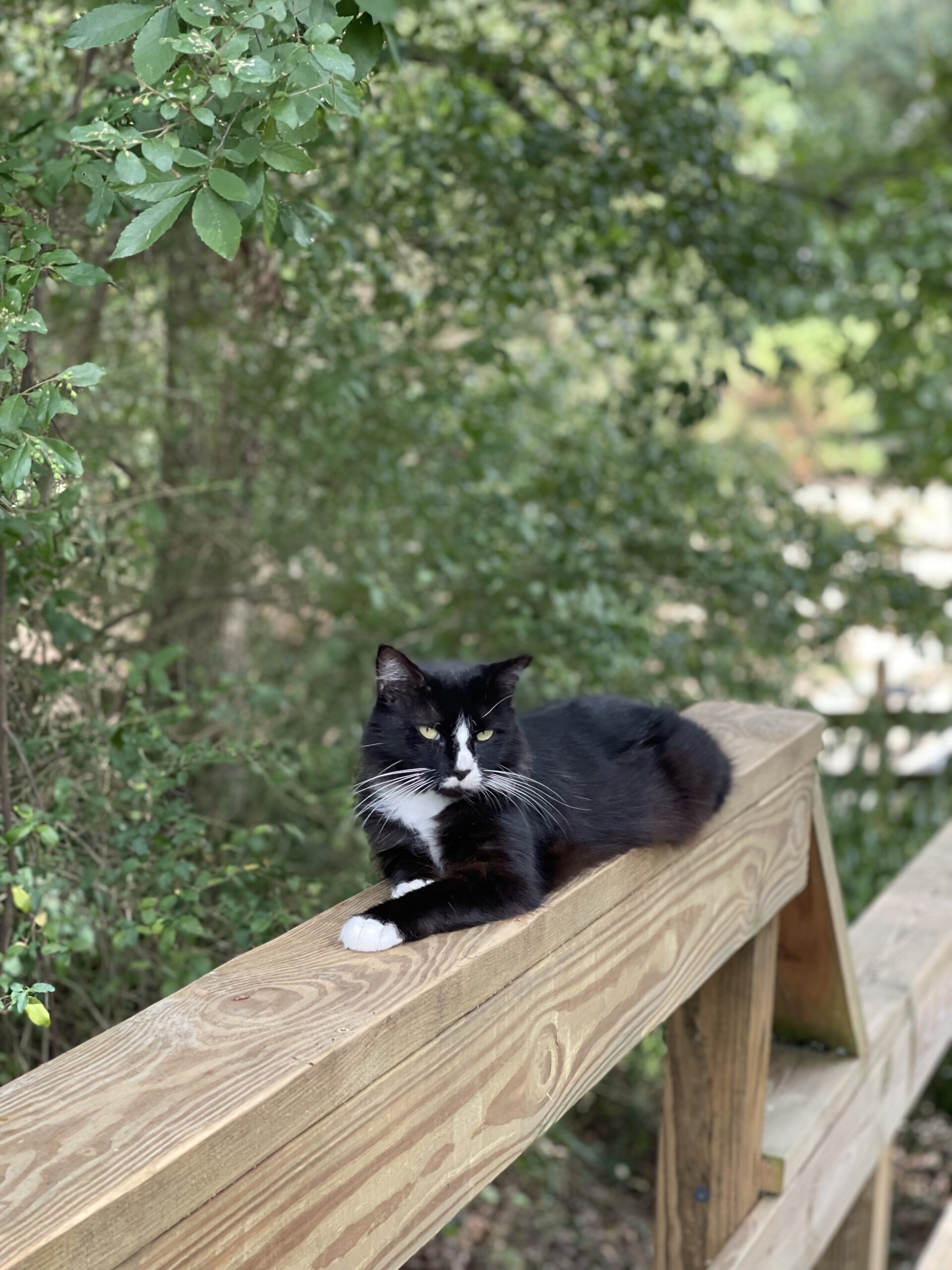 Maggie hangs on the railing so everyone passing by has to pet her.