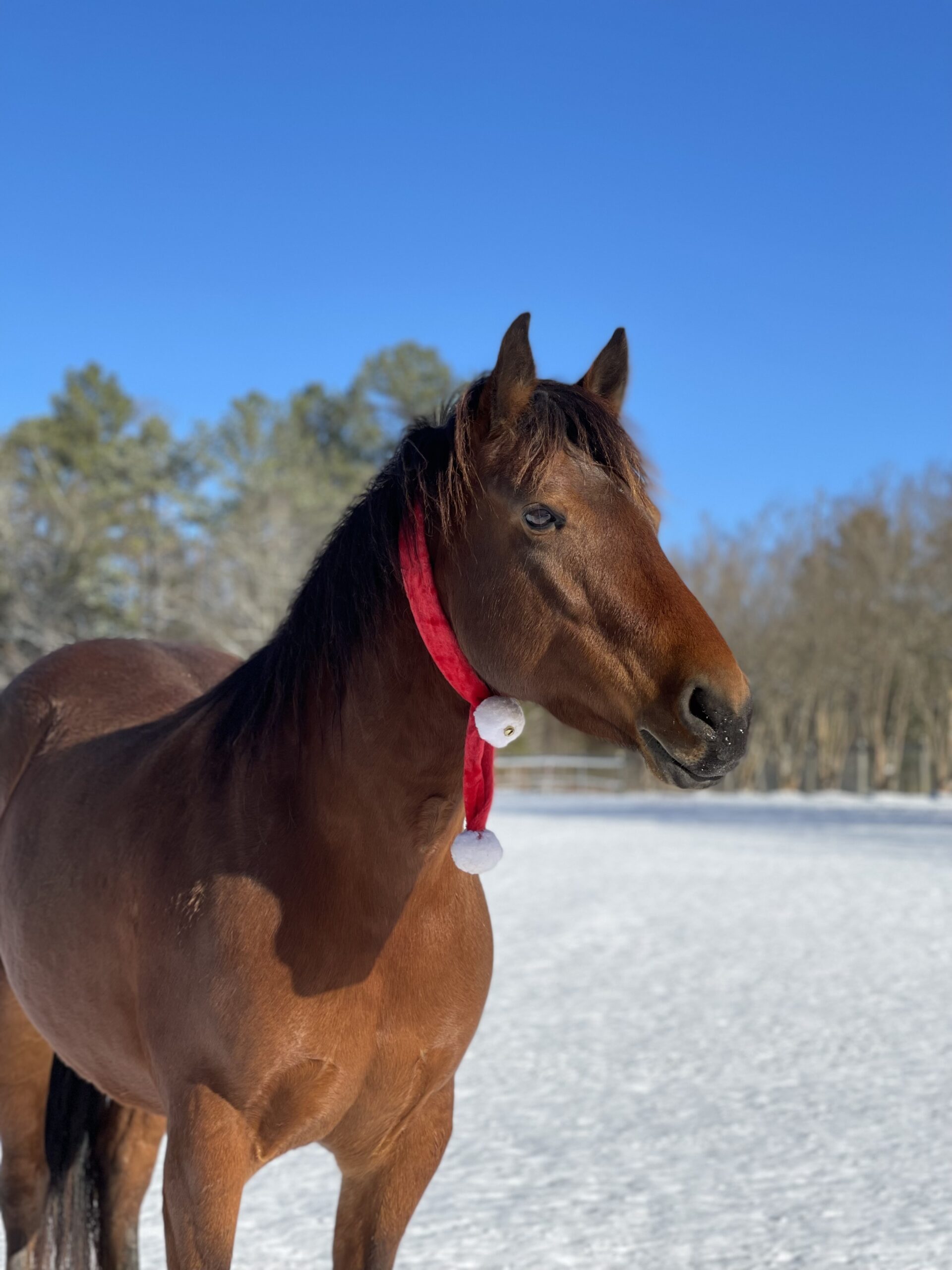 Prim posing for Christmas pictures