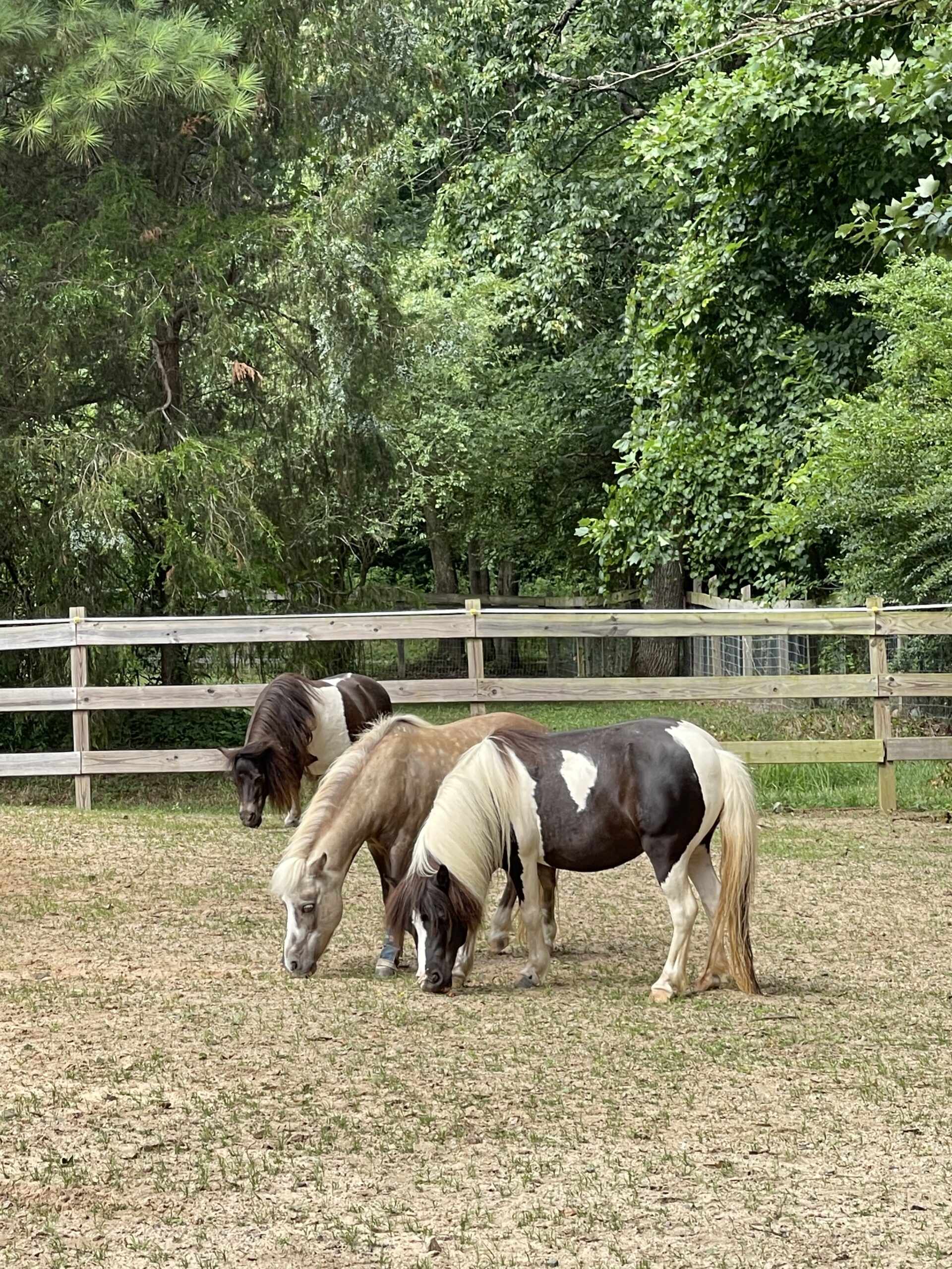 The three musketeers, Petunia, Minion and Ruby.