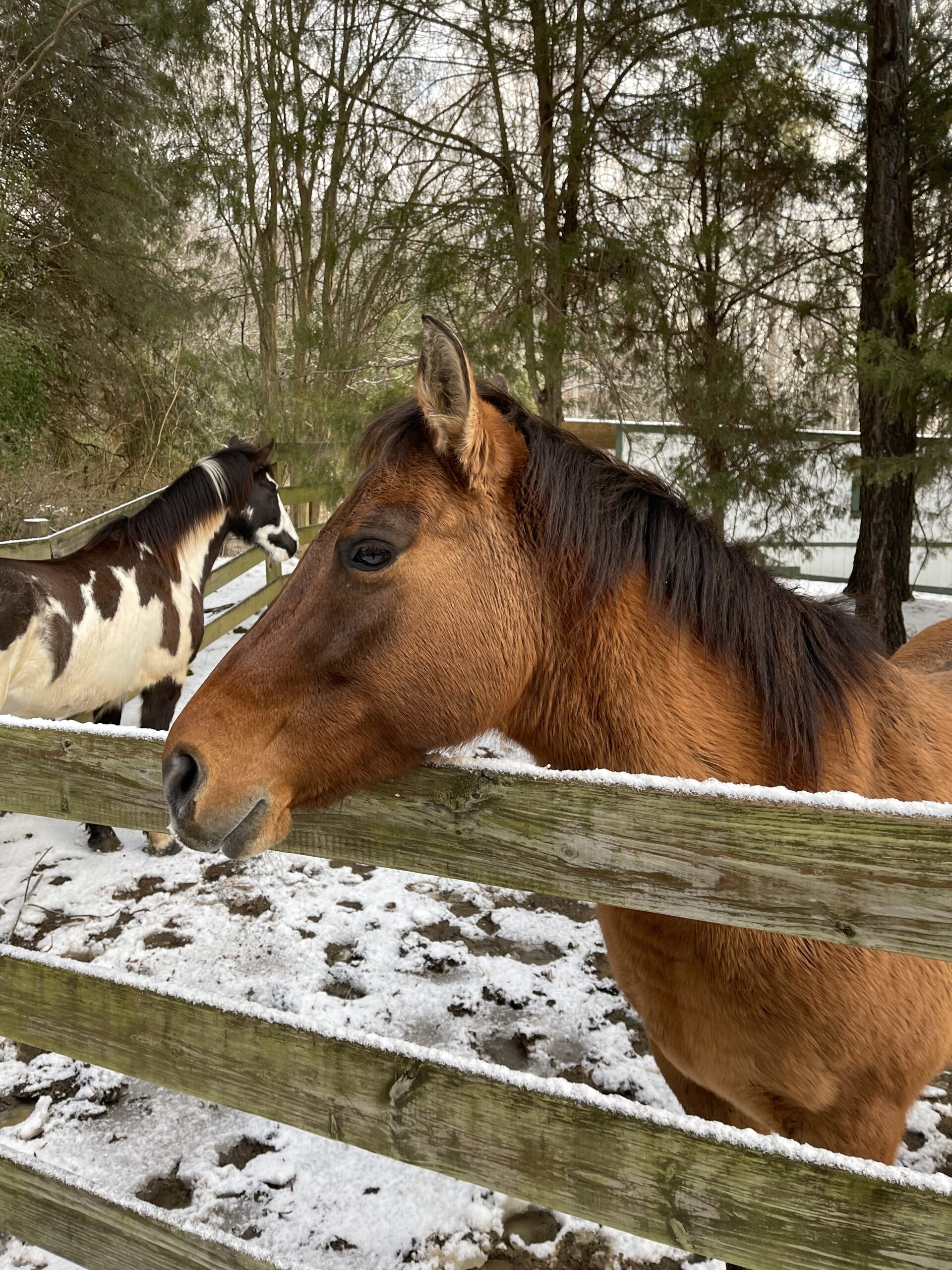 Rango and Eywa in the winter wonderland