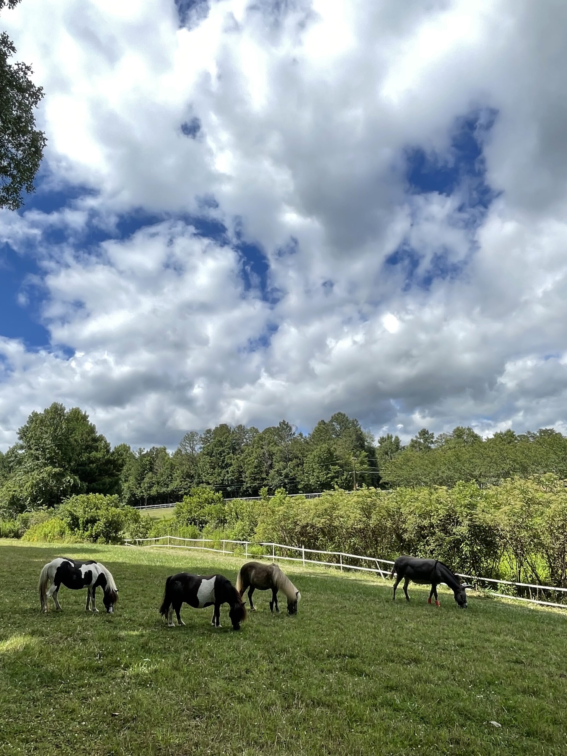 The four littles chowing down on a beautiful day