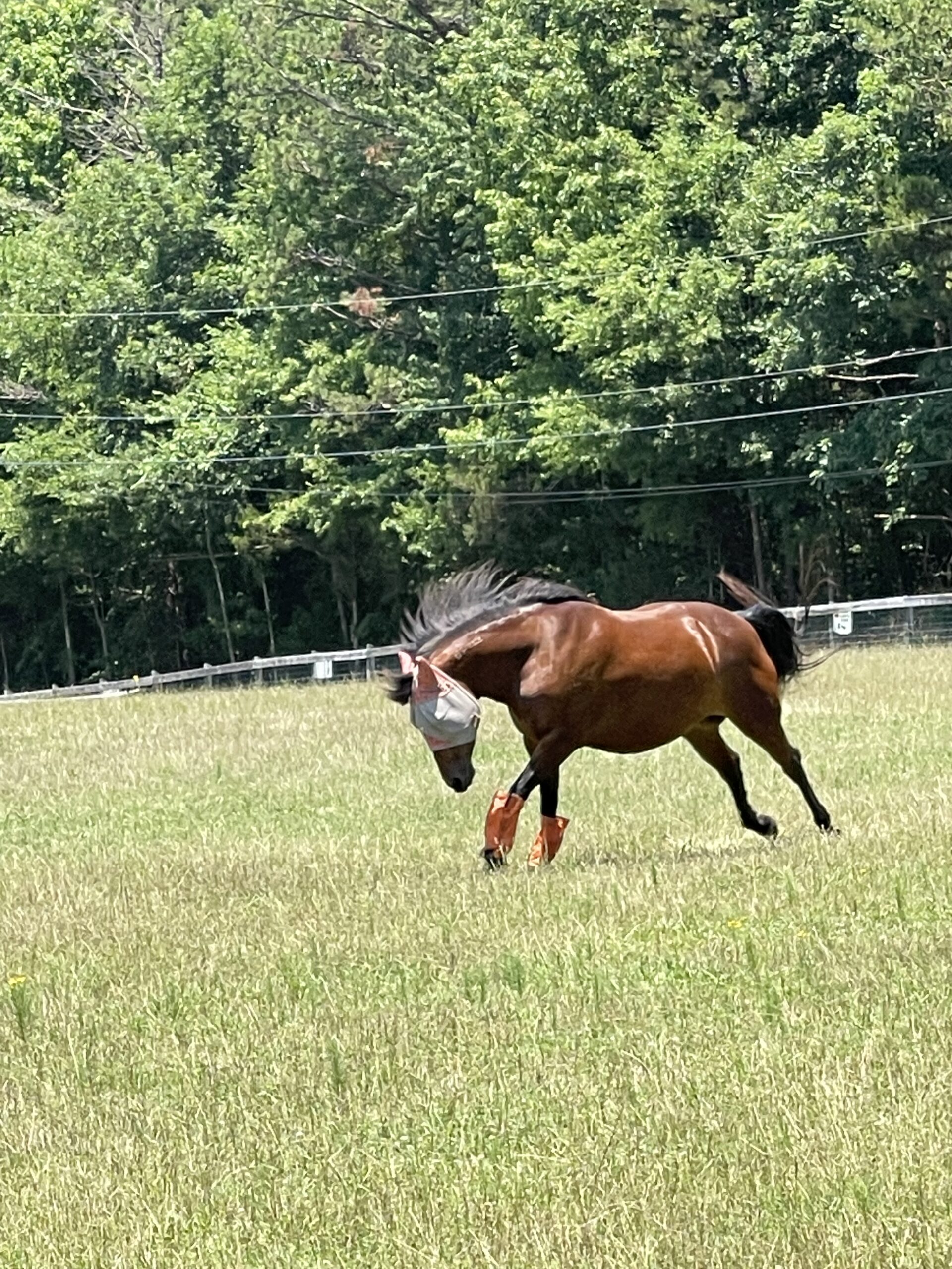 Prim says "Live like someone left the gate open!"