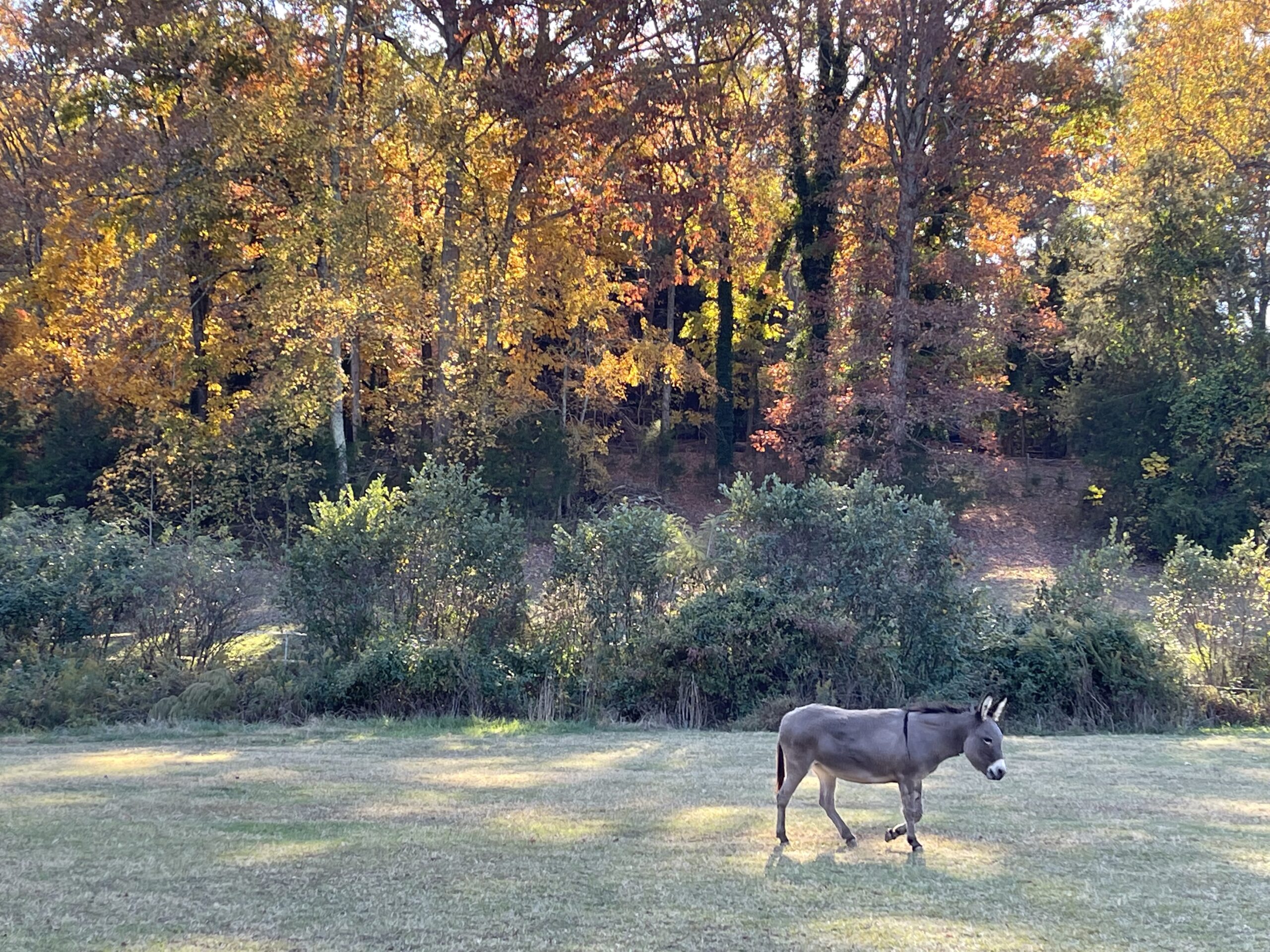 Buttercup enjoys fall