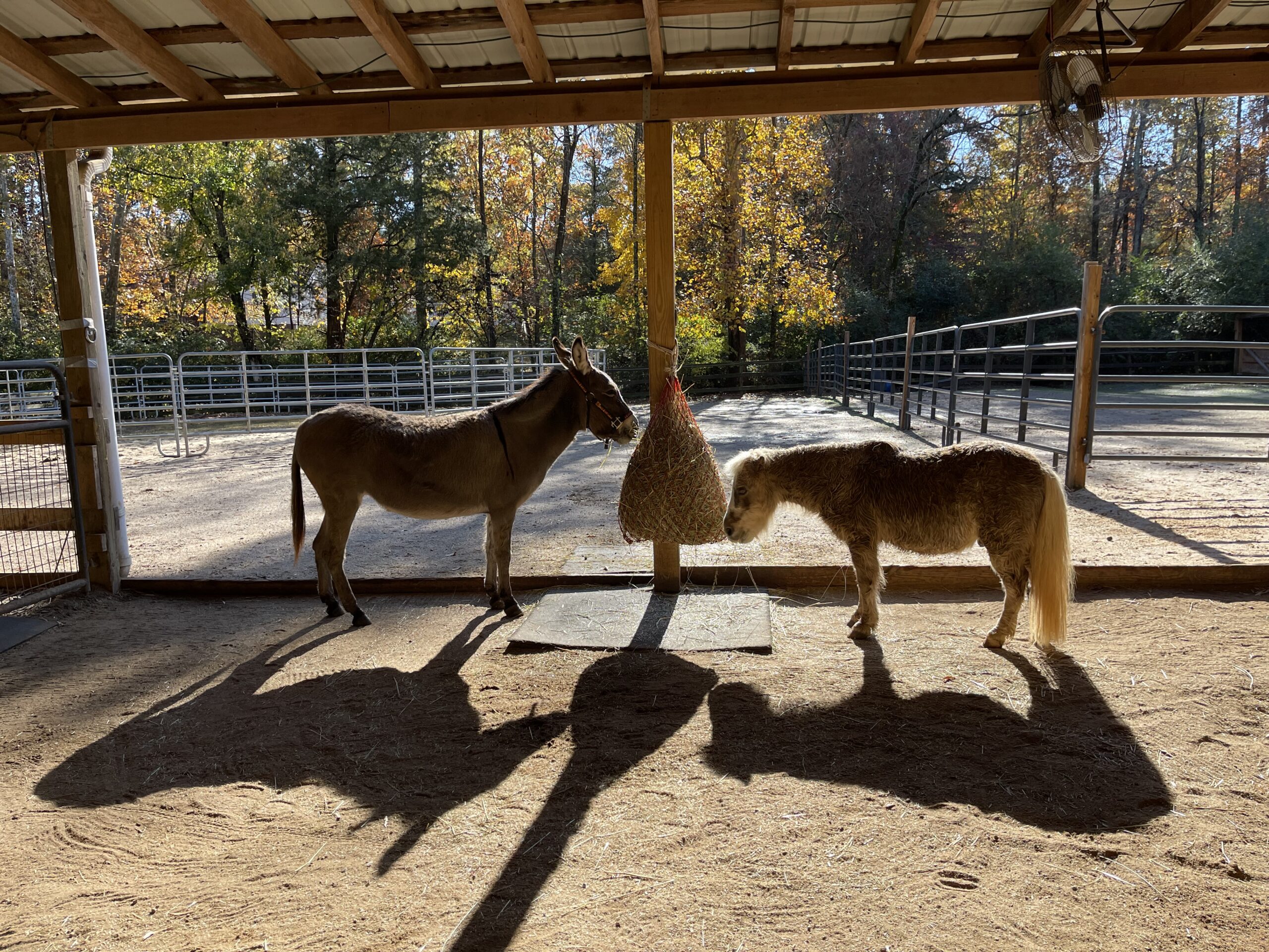 Buttercup and Minion warming up on a cool morning