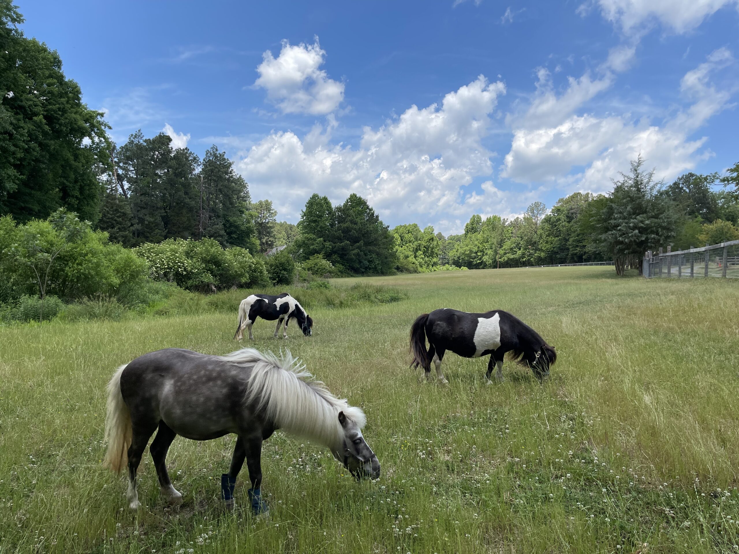 Breezy day on the ponderosa.