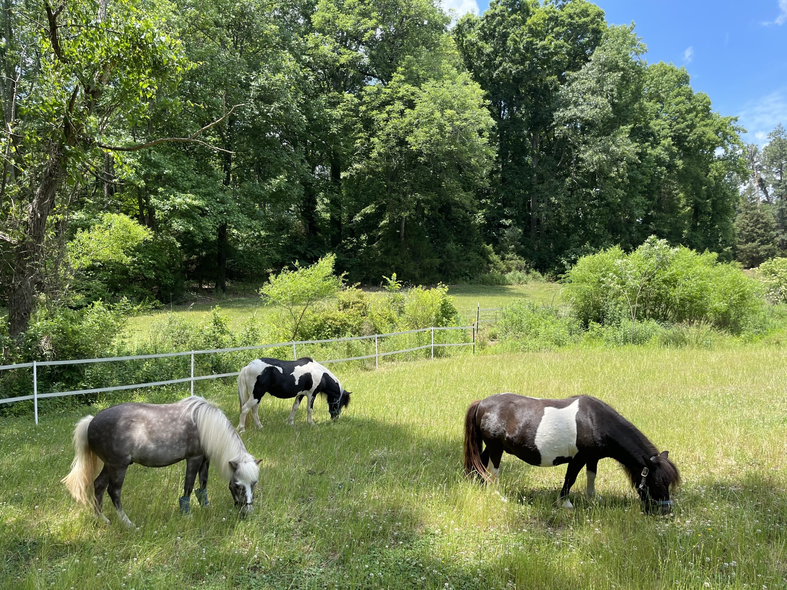 The littles enjoying the little time they get on grass.