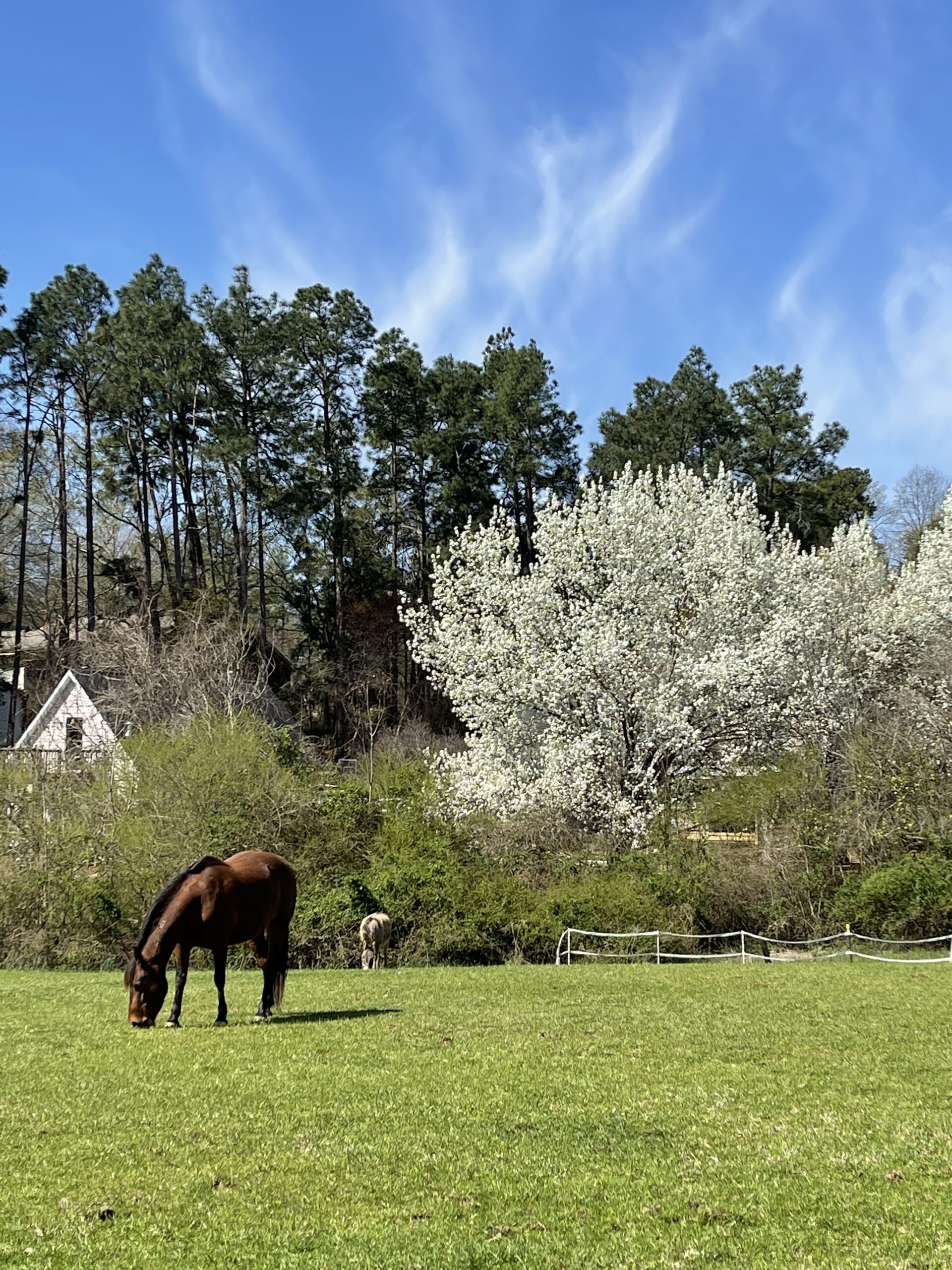 Prim and Buttercup happy that the spring grass has come in.